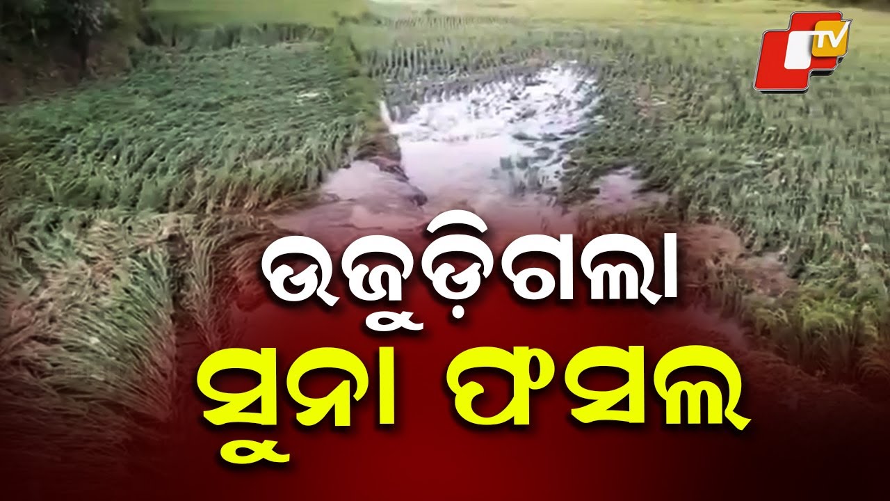 Heavy Rainfall Destroys Paddy Crops in Gajapati's Mohana Block - YouTube