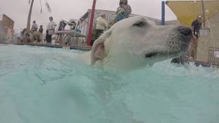 Merritt Eldersburg Dog Swim 9.24.16