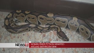 62-Year-Old Woman Finds Python During Nighttime Potty Visit