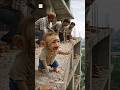 monkey ki mummy chhat Se gir gai #funny #mevadicomedy #comedy