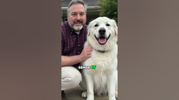 Why Dogs Are Better Than Humans