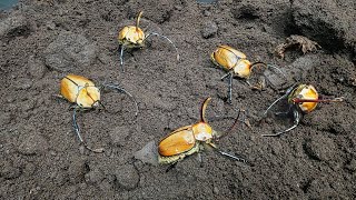 羽化した93匹全部掘り出す