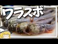 【料理 #19】よっしいはワラスボの餃子を食べたい 【ゆっくり実況】