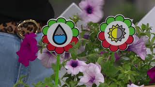 Roberta s 6-Piece Sumo Series Petunias on QVC