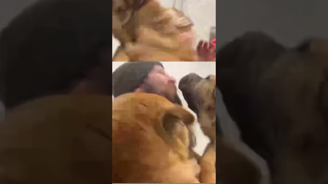 Ich wurde im Tierheim zu Tode geschmust 🐶❤️