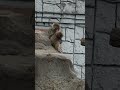 【爆笑注意】7月17日お母さんを完全無視…？！😱怒ってそっぽを向くパンチくんと、必死に機嫌をとる母猿の姿。🤣 #パンチくん#shorts