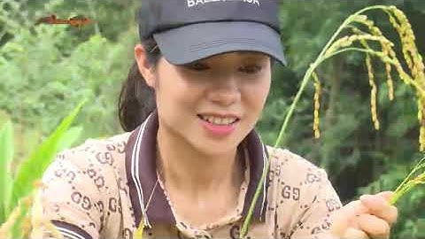 27- 1 Trải nghiệm văn hóa: Thu hoạch lúa nương bắc kạn.  backantv.vn