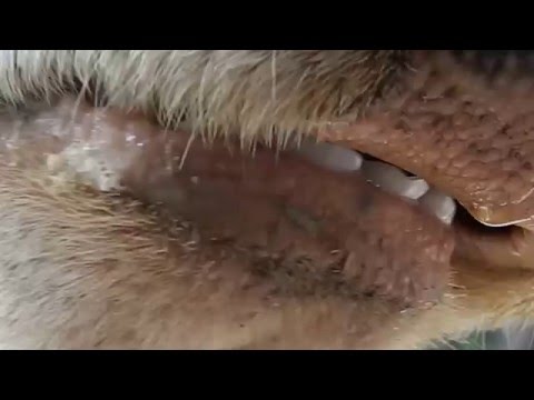 Cows mouth from inside