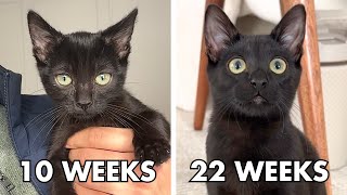 Watch this Adopted Kitten GROW in 3 Minutes! (so relaxing) by Bean, Mochi and George 378 views 10 days ago 2 minutes, 40 seconds