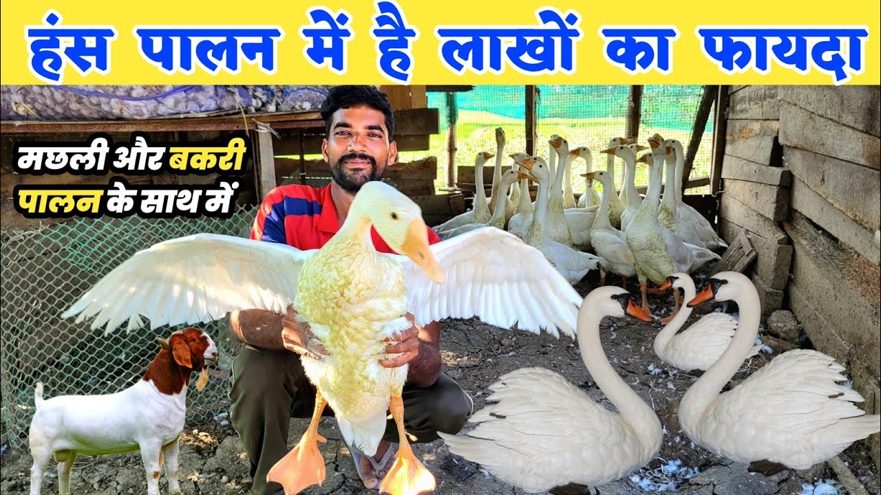 हंस पालन में है लाखों की कमाई | Hans palan kaise kare | Hans Palan