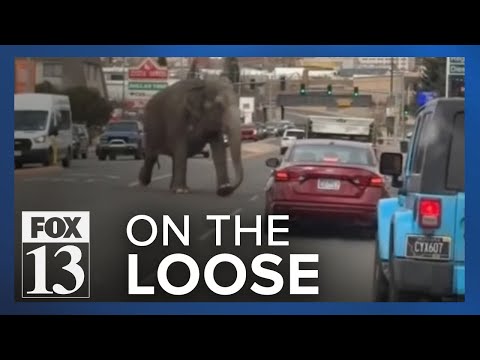 Wild video shows elephant on the loose on streets of Montana