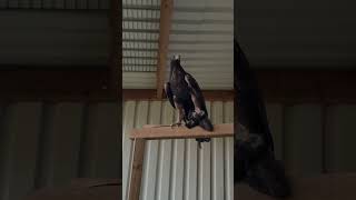 Polly die kleine Zaubermaus ❤️☺️#adler #steinadler #lustig