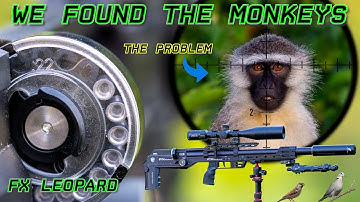 Culling monkeys | FX Leopard | 18gr Pellets | Hunting & Pest Control