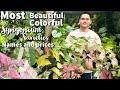 MOST BEAUTIFUL AND COLORFUL VARIETIES OF SYNGONIUM | SYNGONIUM VARIETIES | PLANT HAUL