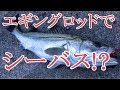 【堤防】エギングロッドでシーバスを釣る！【CeVIO】