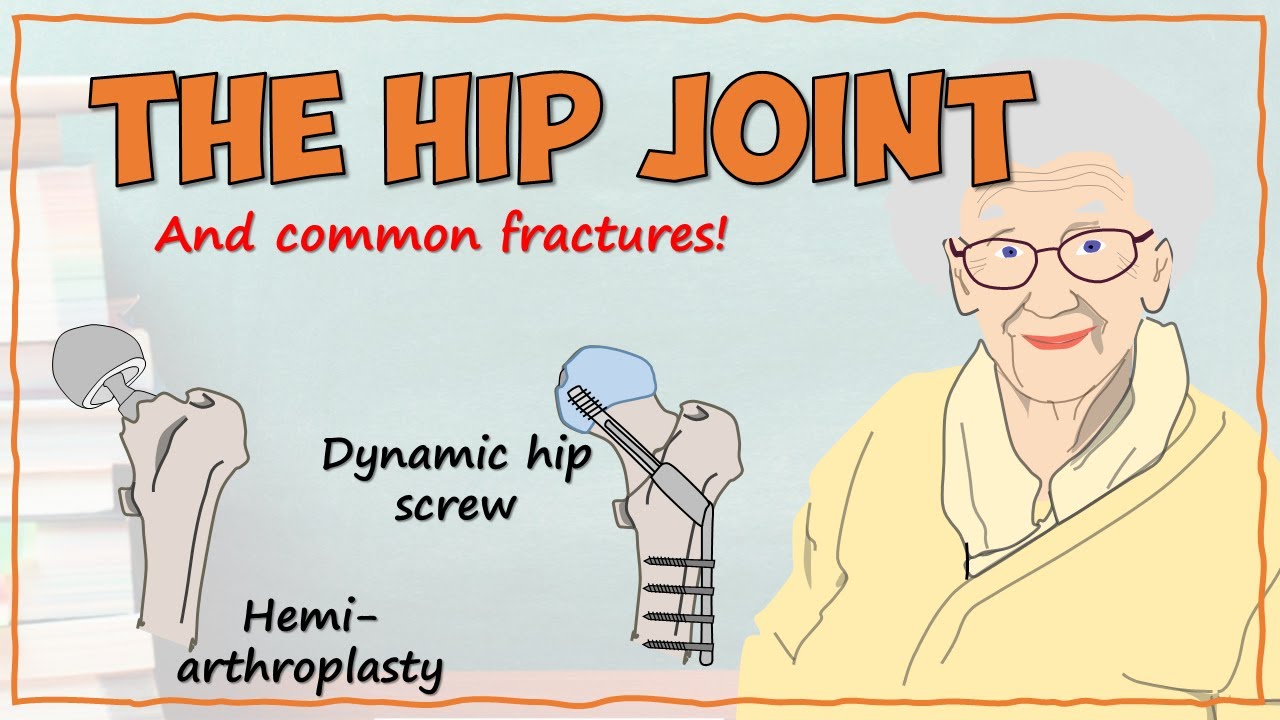 The Hip Joint