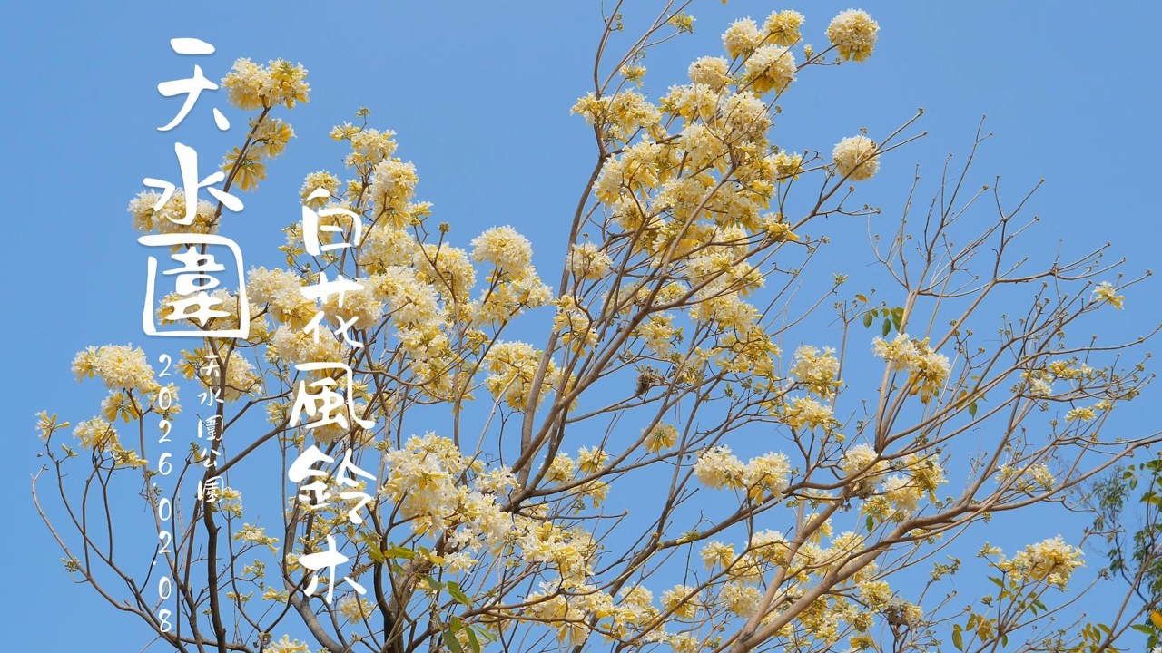 天水圍公園 #白花風鈴木 盛放 染井吉野櫻也開了 4K