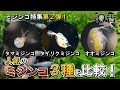 ミジンコ 特集 パート2（3部作） 微生物 培養のプロが教える ミジンコ特集 。人気ミジンコ 3種を比較。観賞魚 めだか プロブリーダー御用達店 和香 なごやか が初心者にもわかりやすくお伝えします。