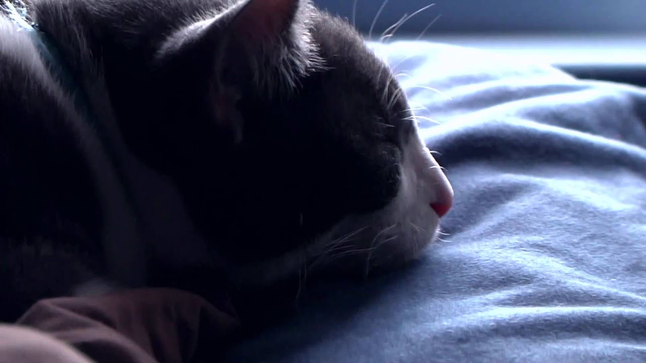 Panasonic AG-HMC150 test footage