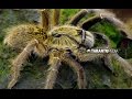 A very rare horned baboon spider - Ceratogyrus dolichocephalus