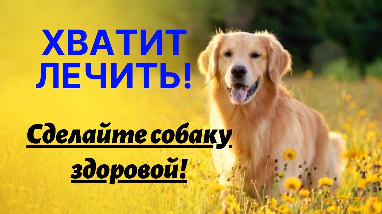 ТОП правил здоровой собаки. Перестаньте лечить собаку, а сделайте ее ...