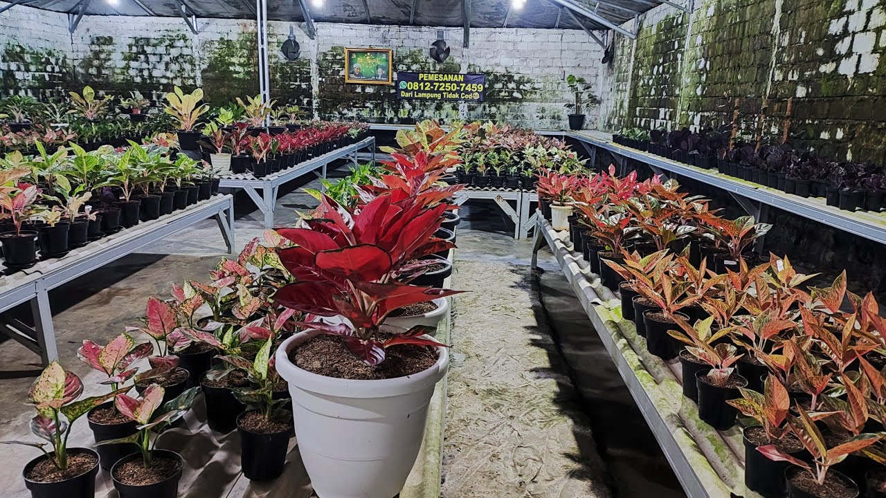 Tanaman Hias aglonema