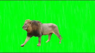 Walking Lion Green screen video Animated (Animal)