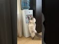 Умные кошки 🐱 #кошка #котёнок #милыйкот
