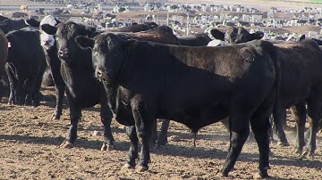 Angus VNR: Cattle now and in the future