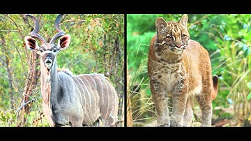 MOOC | Jeffrey Sachs - The Age of Sustainable Development | Lecture 6, Chapter 4