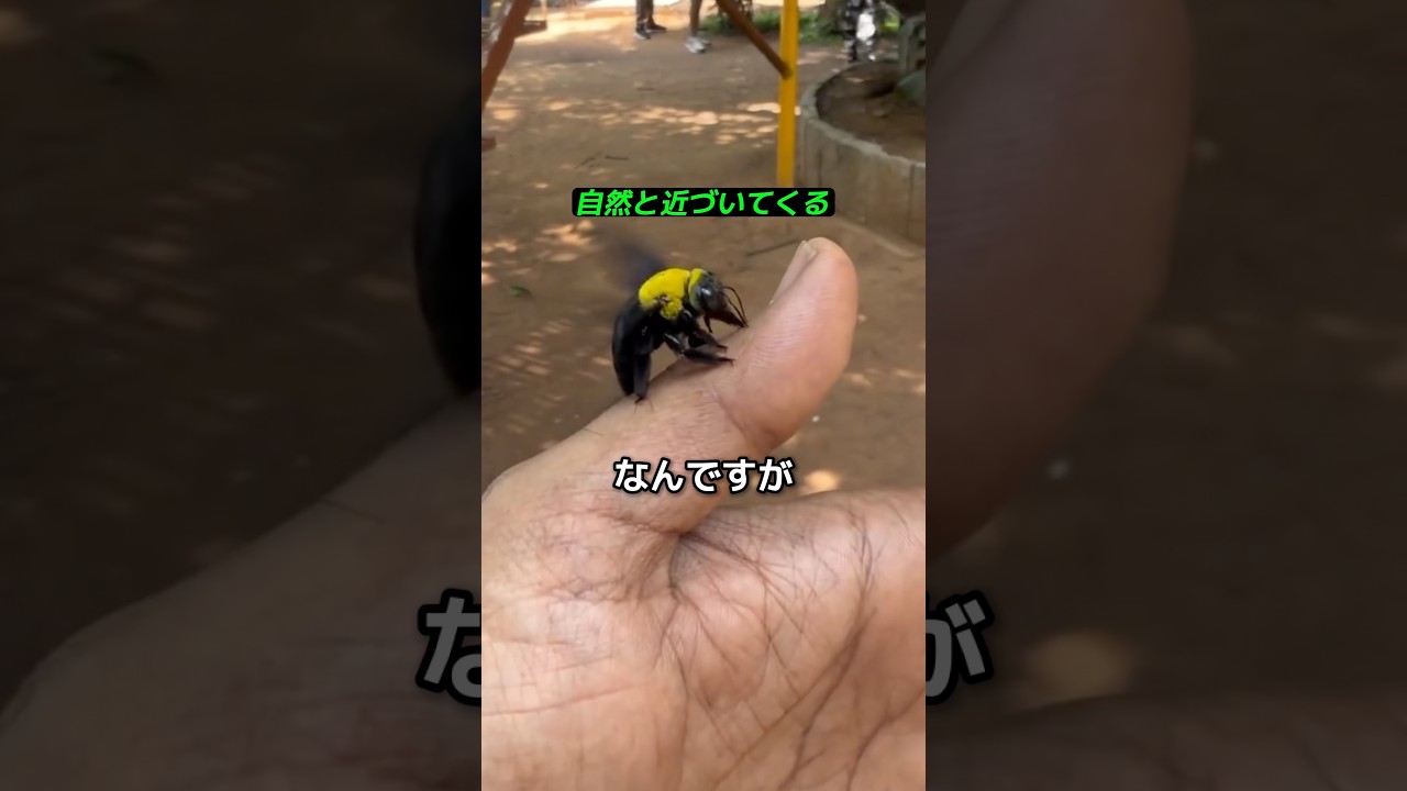 木工バチが人に近づく理由