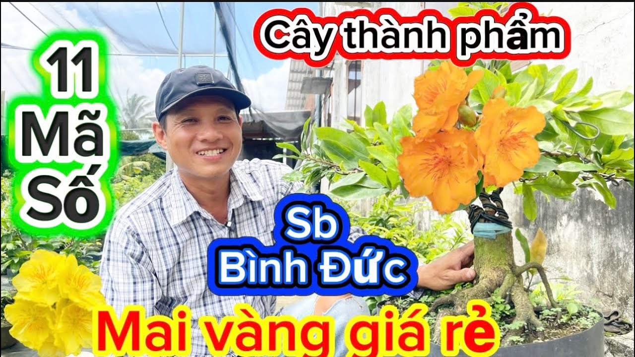 Xuân Duy 9/4/2026☎️091.6666.525👉Mr. Chuc🌲Exchange of yellow apricot