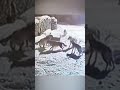 Волки напали на большую собаку Волки напали на большую собаку