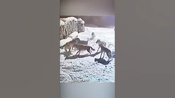 Волки напали на большую собаку.