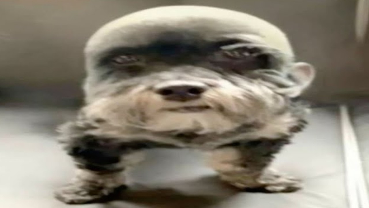 you laugh, you lose memes