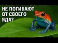 Почему лягушки не умирают от собственного яда?