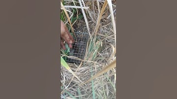 Những Con Chuột Khủng Mùa Nắng Nóng/ Mưu Sinh Nghề Bẫy Chuột #mousetrap #bẫychuột #cống nhum #sbth