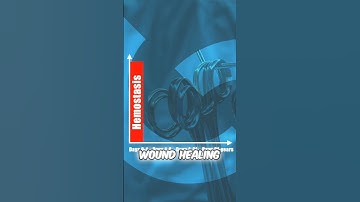 Wound Healing - Phase 1 Hemostasis