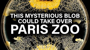 The Blob: A smart, brainless slime mold