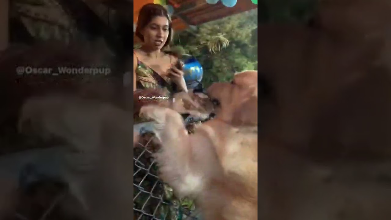 🤣funny dog eat cake 🤣