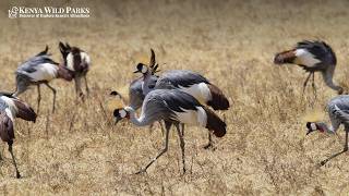 Grey Crowned Crane Facts: Africa’s Most Elegant Bird