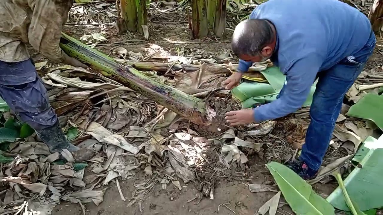 الترقيع في مزارع الموز متى يتم وكيف يتم