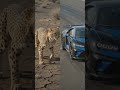 The Fastest Animal on Earth 🐆 #Shorts #Cheetah #AnimalFacts #Wildlife #AmazingFacts #NextGenShorts