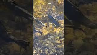 Salmon Swimming Up a Fish Ladder Over the Dam