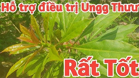 #2 Xương Rồng Diệp Long - Hỗ trợ điều trị U.Thưư rất tốt và hiệu quả | Bảy Channel