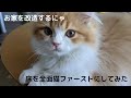 お家を床全面マットに改造して猫フォーストにしてみた　for kitten