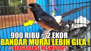 Download Lagu BANDAR MURAI NGAMUK ! JUAL MURAH MURAI TROTOL BAHOROK, MURAI PRESTASI, MURAI BLOROK DAN EKOR PANJANG MP3