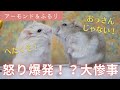 【お見合い大惨事】奥手すぎるアーモンドに、ついにふるりの怒りが爆発！？～ジャンガリアンハムスター