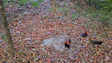 kèo bẫy gà rừng rặc mới nhất ngày mùng 9 tết,  6/2/2025 bổi tơ quá đẹp #bẫy tv