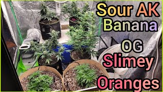 Banana OG, Sour AK & Slimy Oranges update#3 - The Friendly Grower